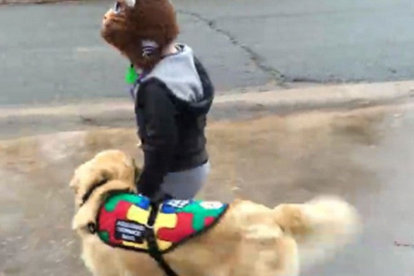 Autism Service Dog Keeps Autistic Boy From Wandering Into The Street